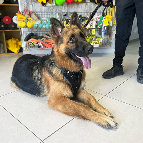 Шлейка из черной кожи для немецкой овчарки «Working Dog»